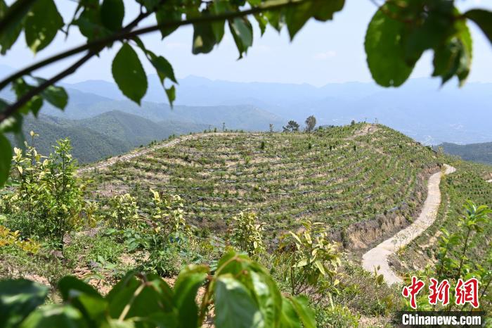 張高漢在深山內(nèi)大力發(fā)展林下經(jīng)濟(jì)?！埥鸫?攝