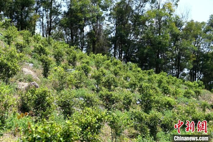 張高漢在深山內(nèi)大力發(fā)展林下經(jīng)濟(jì)?！埥鸫?攝