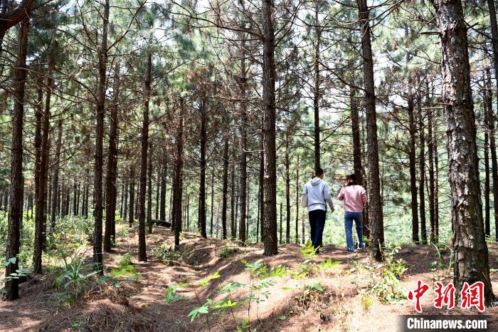 張高漢種植的松樹林?！埥鸫?攝
