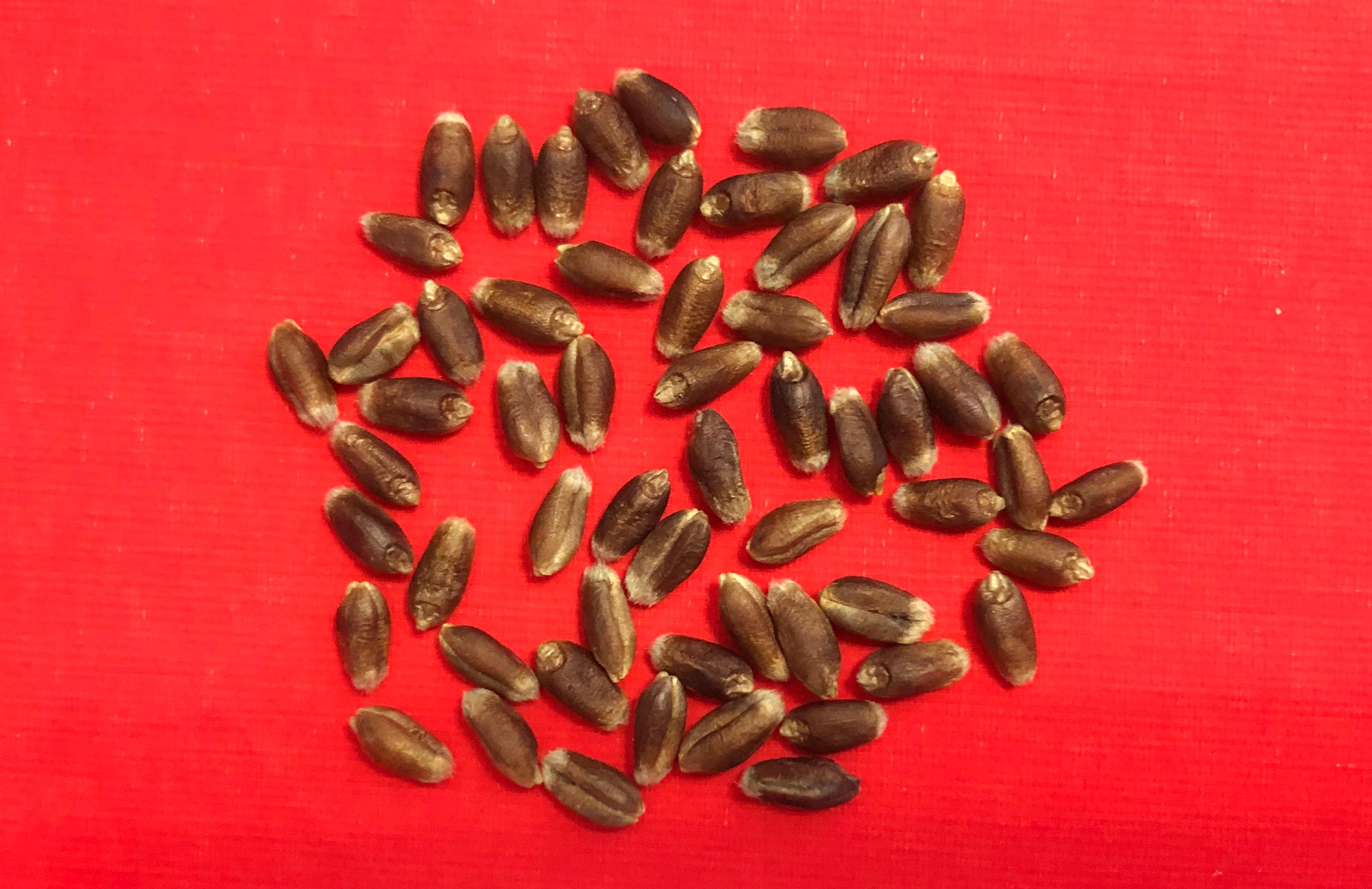 紫粒小麥 克春120832籽粒(1).jpg